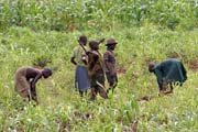 Work at fields. Somba people is mostly farmers. Boukoumbé area. Benin.