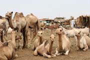 Cattle market at Agadez town. Niger.