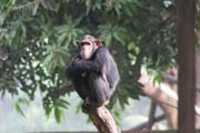 Chimpanzee, Limbe Wildlife Centre. Cameroon.