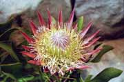 Protea flower, Cape Town. South Africa.