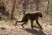 Monkeys are frequently seen along the main road N'Gaoundr - Maroua. Cameroon.