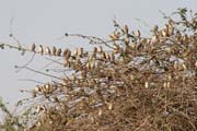 Tree full of birds, Waza National Park. Cameroon.