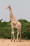 Last wild giraffes at West Africa - Kourou reservation. Niger.