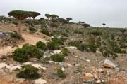 Endemic trees Dragon's blood (Dracaena cinnabari) at Dixam Plateau. Socotra (Suqutra) island. Yemen.