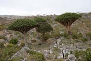 Endemic trees Dragon's blood (Dracaena cinnabari) at Dixam Plateau. Socotra (Suqutra) island. Yemen.