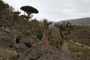 Dixam Plateau. Socotra (Suqutra) island. Yemen.