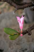 Flower of Socotran Desert Rose (Adenium obesum sokotranum). Dixam Plateau. Socotra (Suqutra) island. Yemen.
