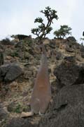 Socotran Desert Rose (Adenium obesum sokotranum). Dixam Plateau. Socotra (Suqutra) island. Yemen.
