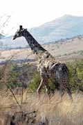 Giraffe, Pilansberg National Park. South Africa.