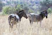 Zebras, Pilansberg National Park. South Africa.
