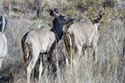 Kudu, Pilansberg National Park. South Africa.