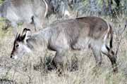 Waterbuck, Kruger National Park. South Africa.