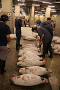 Morning tuna auction. Sellers are checking quality of tunas. Tsukiji fish market, Tokyo. Japan.