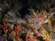 Ragged-finned firefish. Richelieu Rock dive site. Thailand.