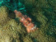 Smallscale Scorpionfish. Richelieu Rock dive site. Thailand.