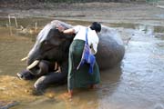 Elephant washing. Camp with working elephants. Taungoo town area. Myanmar (Burma).