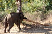Elephant at work carrying tree. Camp with working elephants. Taungoo town area. Myanmar (Burma).