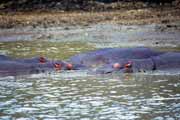 Hippos, St. Lucie National Park. South Africa.