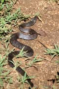 Snake, Cinaga de Zapata (Gran Parque Natural Montemar). Cuba.