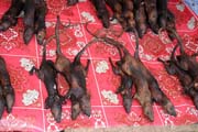 Rodents, market at Tomoho village. Indonesia.