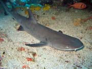 Reef shark, Bangka dive sites. Sulawesi,  Indonesia.