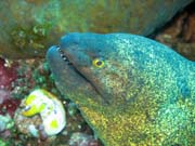 Moray eel, Bangka dive sites. Sulawesi,  Indonesia.
