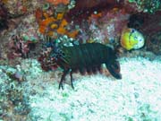 Mantis shirmp, Bangka dive sites. Sulawesi,  Indonesia.
