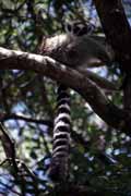 Ring-tailed lemur, l'Isalo National park. Madagascar.