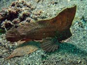 Scorpion leaf fish, Lembeh dive sites. Sulawesi, Indonesia.