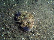 Scorpionfish, Lembeh dive sites. Indonesia.