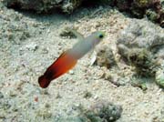 Goby fish, Bunaken dive sites. Indonesia.