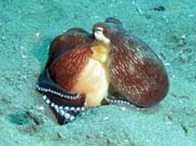 Coconut octopus, Lembeh dive sites. Indonesia.