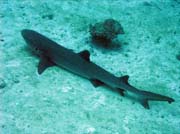 Reef shark, Bathalaa Maagaa Kanthila dive site. Maldives.