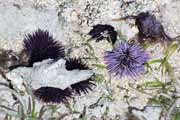 Sea urchins, Ile Sainte Marie island. Madagascar.
