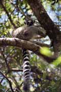 Ring-tailed lemur, l'Isalo National park. Madagascar.