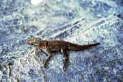 Lizard, Tsiribihina river area. Madagascar.