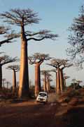 Avenue du Baobab, Morondava area. Madagascar.