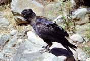 Raven in Simien mountains. Ethiopia.
