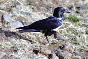 Raven in SImien mountains. North,  Ethiopia.