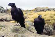 Ravens in Simien mountains. Ethiopia.