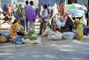 Qat market at Harar. East, Ethiopia.
