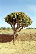 Desert tree. North, Ethiopia.