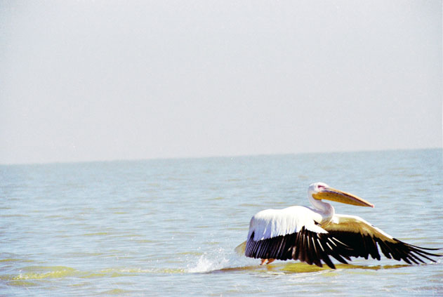 Pelican at Tana lake. North,  Ethiopia.