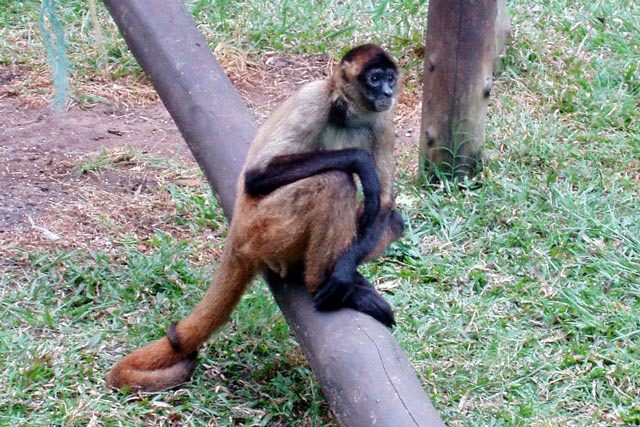 Monkey at San Jose ZOO. Costa Rica.