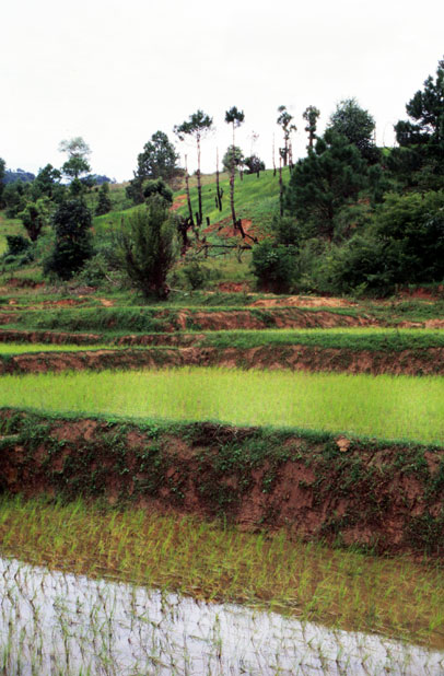 Rice field. Area around Kalaw village. Myanmar (Burma).