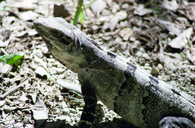 Iguana, Chichen Itza. Mexico.