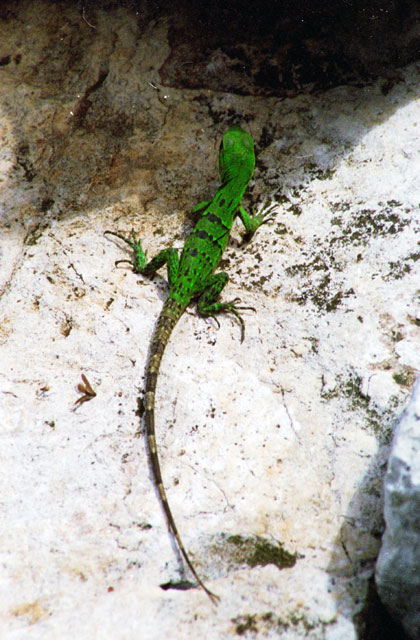 Iguana. Mexico.