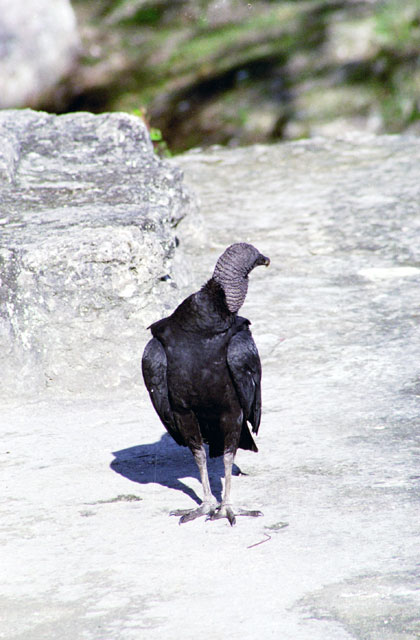 Vulture, Tikal. Guatemala.