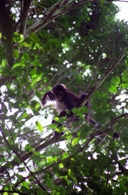 Monkey, Tikal. Guatemala.