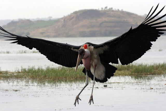 Marabou stork (Leptoptilos crumeniferus), Awasa lake. South,  Ethiopia.